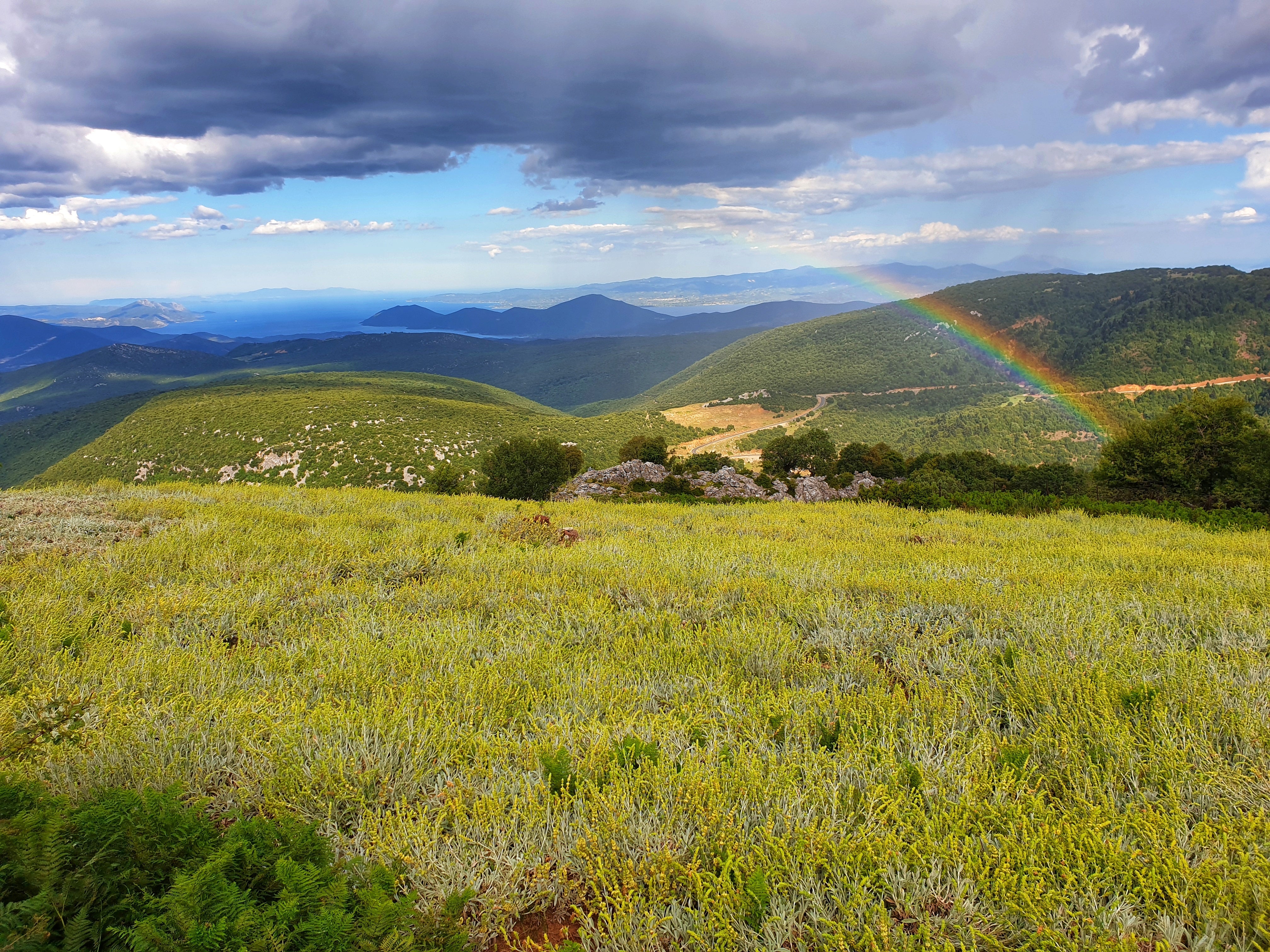 Why Greek Herbs Deliver Superior Quality and Flavor