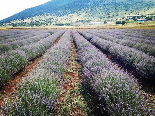 Organic Calm Blend: The brand-new infusion by Anthea Organics