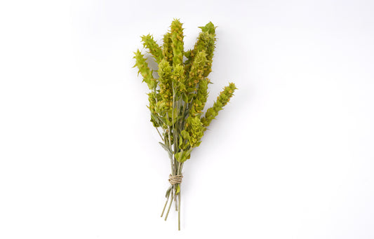 Greek Mountain Tea Olympus (Sideritis Scardica)