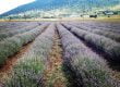 anthea organics lavender