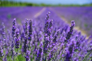 organic lavender